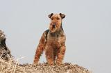 WELSH TERRIER 039